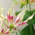 Gloriosa  Peal White